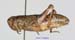 Podismopsis_altaica_f_1318