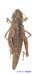 Podismopsis_altaica_f_1319