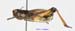 Podismopsis_altaica_m_1316
