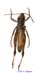 Podismopsis_altaica_m_1317