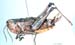 Podismopsis_gelida_f_816