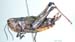 Podismopsis_gelida_f_818