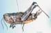 Podismopsis_gelida_f_819