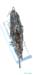 Podismopsis_gelida_f_822