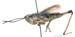 Podismopsis_gelida_m_807