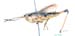 Podismopsis_gelida_m_812