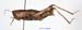 Podismopsis_genicularibus_f_1310