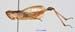 Podismopsis_genicularibus_m_1308