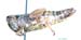 Podismopsis_jacuta_f_798