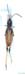 Podismopsis_jacuta_m_799