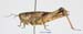 Podismopsis_poppiusi_f_1322