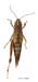 Podismopsis_poppiusi_f_1323
