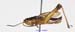 Podismopsis_poppiusi_m_1320