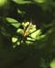 Podismopsis_poppiusi_m_92_01