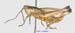 Podismopsis_ussuriensis_m_1312