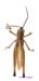 Podismopsis_ussuriensis_m_1313