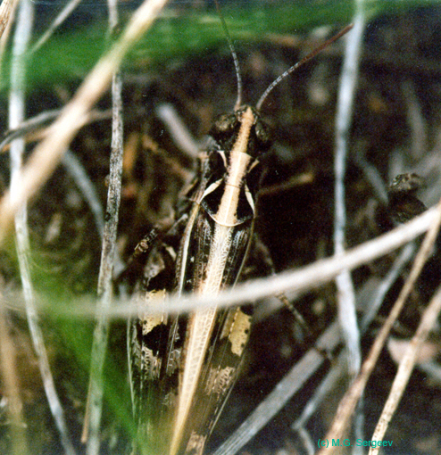 Dociostaurus_brevicollis_f_002