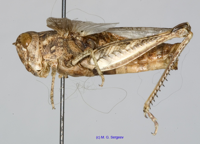 Notostaurus_albicornis_f_1349