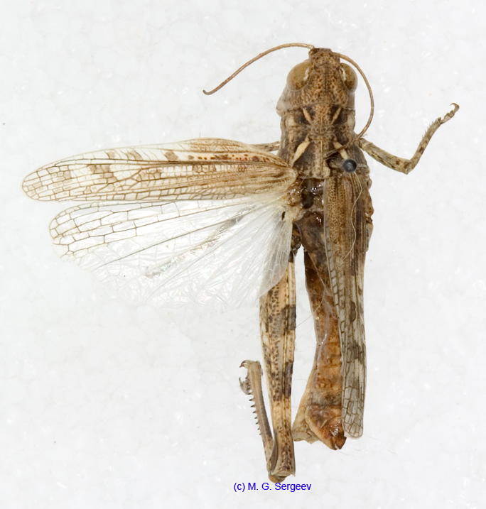 Notostaurus_albicornis_f_1350