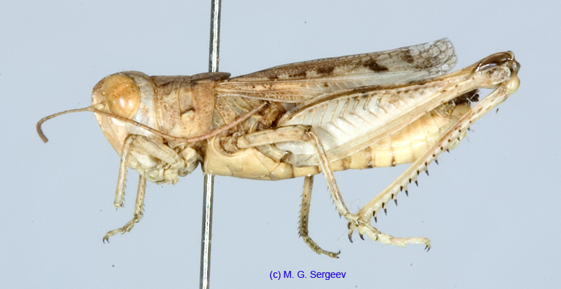 Notostaurus_albicornis_m_1340