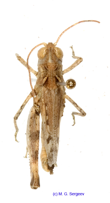 Notostaurus_albicornis_m_1341