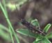 Dociostaurus_brevicollis_m_01_01
