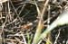 Dociostaurus_brevicollis_m_04_153