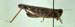 Dociostaurus_maroccanus_m_02