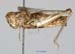 Notostaurus_albicornis_f_1349