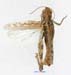 Notostaurus_albicornis_f_1350