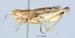 Notostaurus_albicornis_m_1340