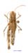 Notostaurus_albicornis_m_1341