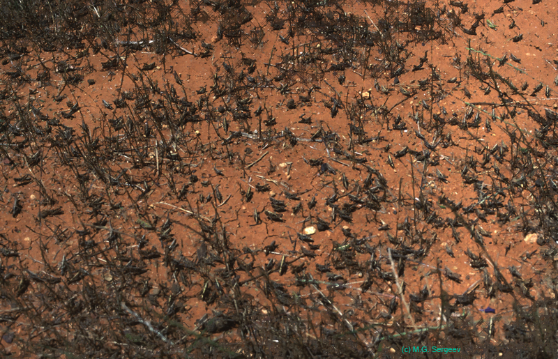 Chortoicetes_terminifera_band_99_01