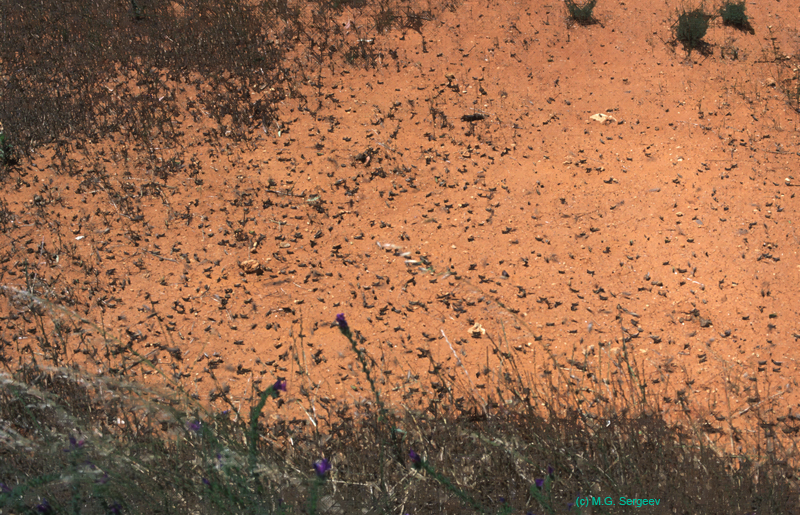Chortoicetes_terminifera_band_99_02