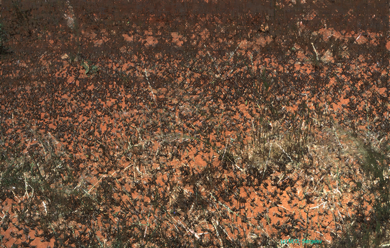 Chortoicetes_terminifera_band_99_03