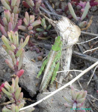 Epacromius_pulverulentus_f_0775