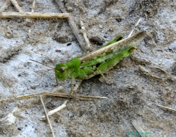 Epacromius_pulverulentus_f_0776