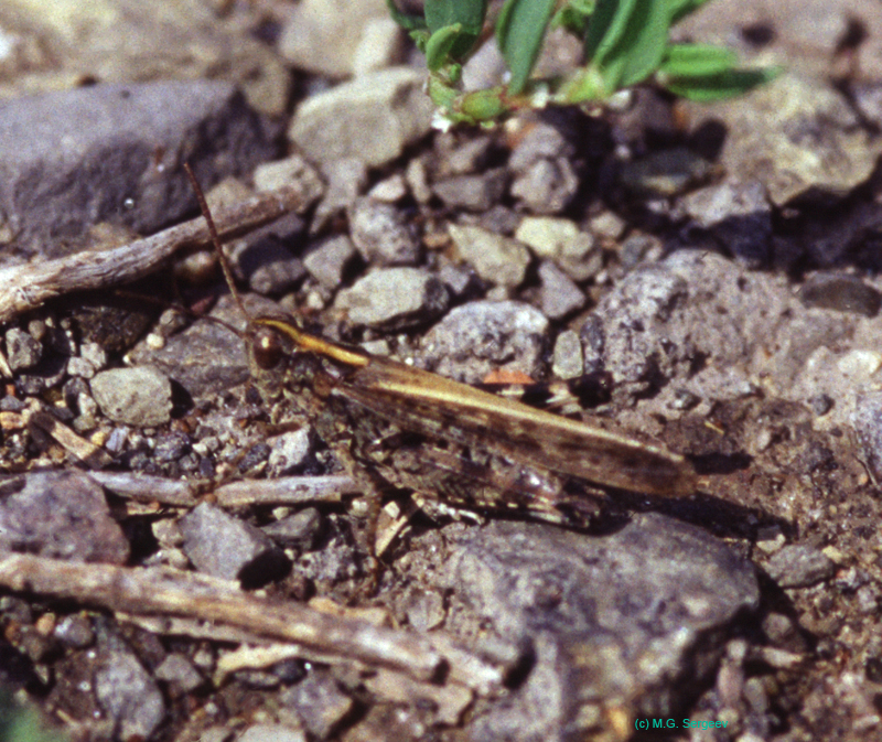 Epacromius_pulverulentus_m_03_01