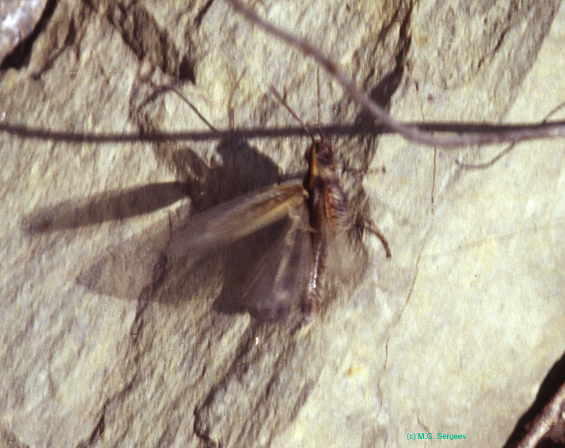 Epacromius_pulverulentus_m_03_02