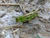 Epacromius_pulverulentus_f_0776