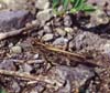 Epacromius_pulverulentus_m_03_01