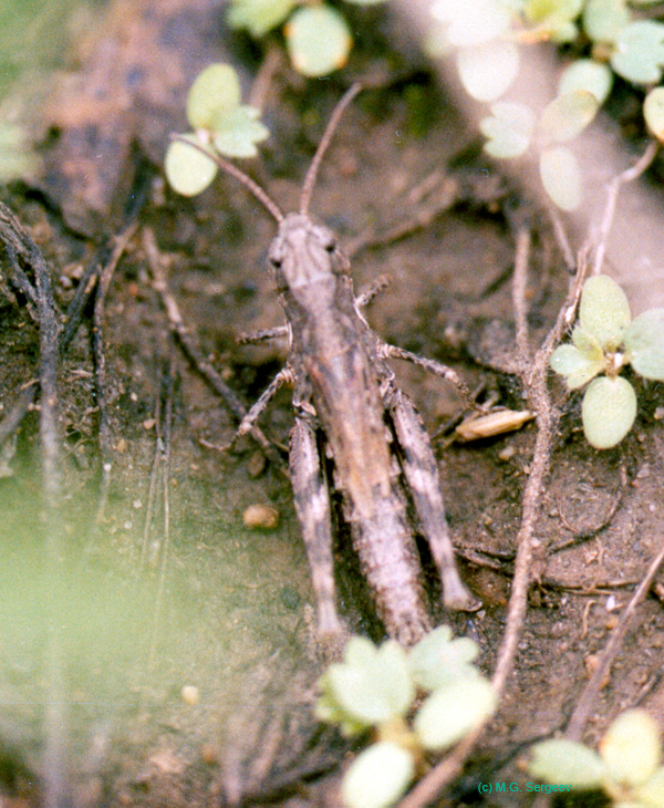 Aeropedellus_baliolus_f_003