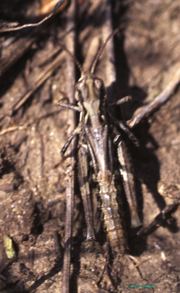 Aeropedellus_baliolus_f_9xx_01