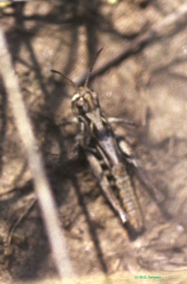 Aeropedellus_baliolus_f_9xx_02