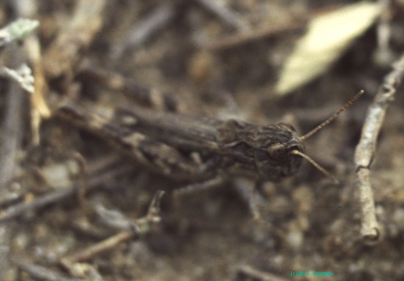 Aeropedellus_baliolus_m_01_01
