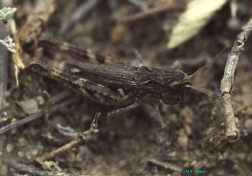 Aeropedellus_baliolus_m_01_02