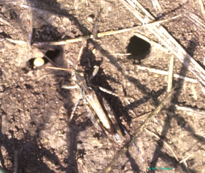 Aeropedellus_baliolus_m_cf01_03