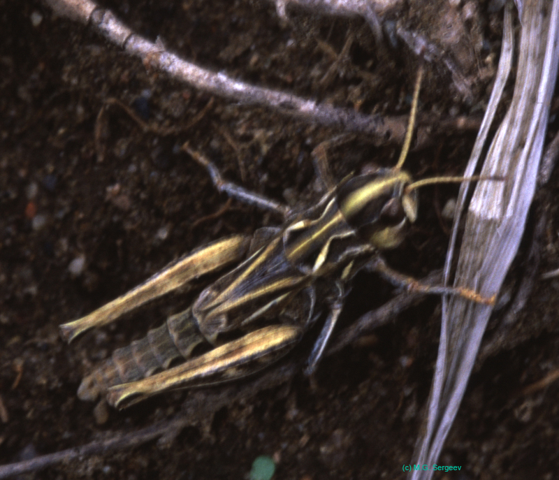Aeropedellus_variegatus_f_03_01