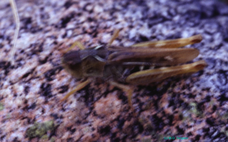 Aeropus_sibiricus_f_03_01