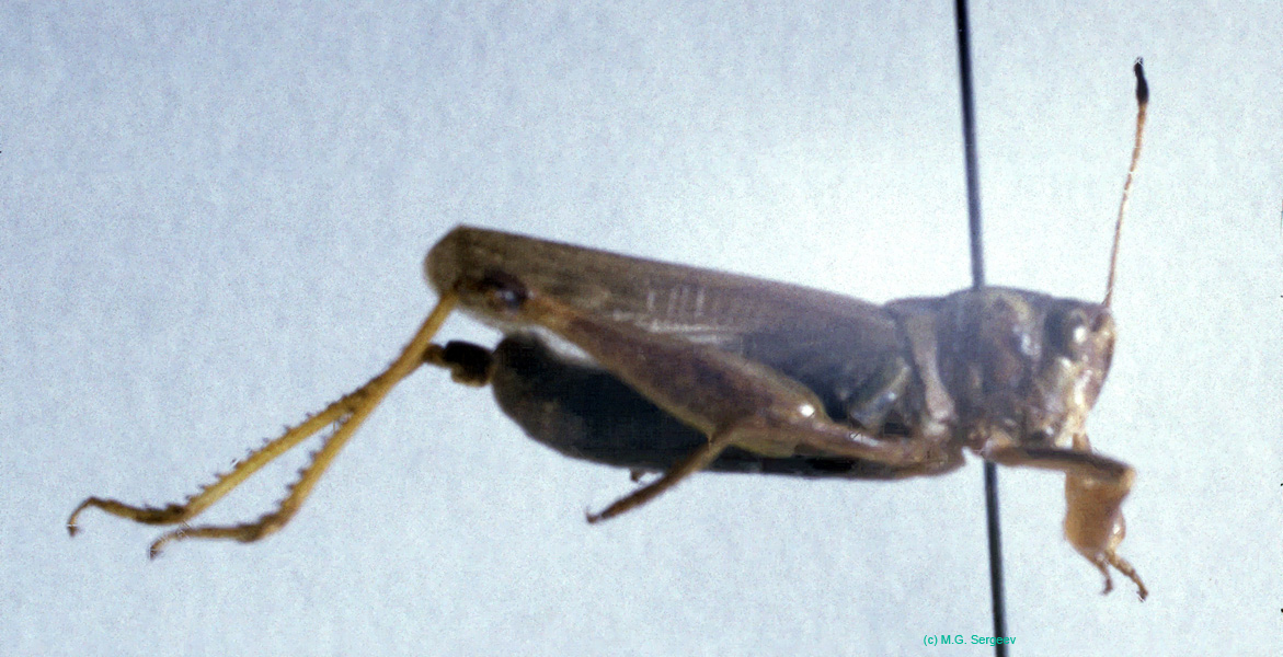 Aeropus_sibiricus_m_01